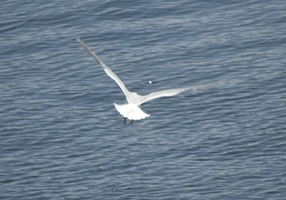 313-0704 Sea Gull